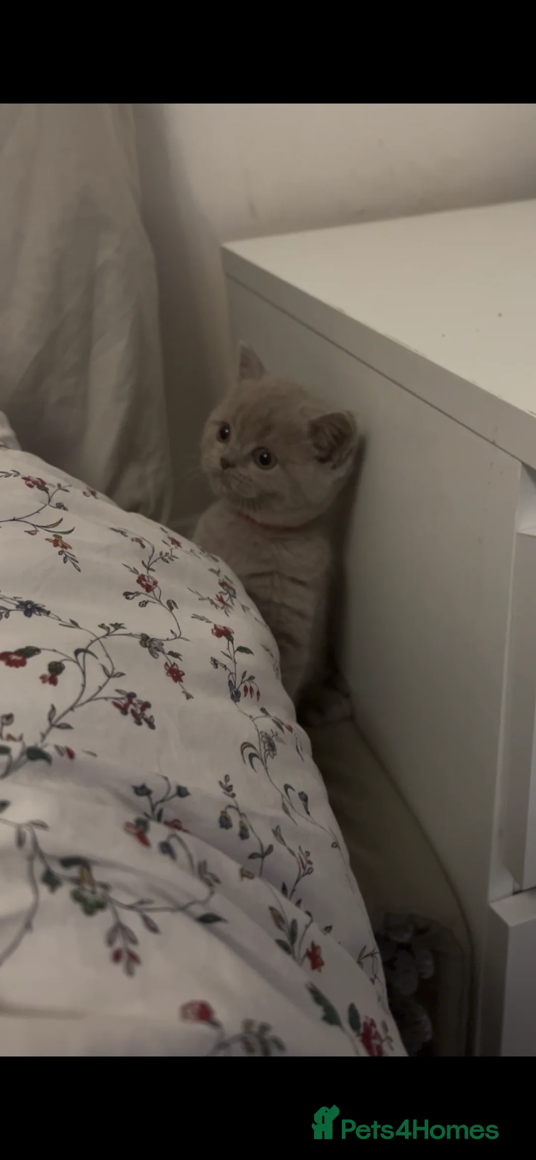 British Shorthair cats for sale: 1 beautiful chunky lilac boy left   - Advert 13