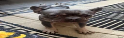 French Bulldog dogs for stud: STUD• Blue & tan French bulldog • STUD - Advert 2