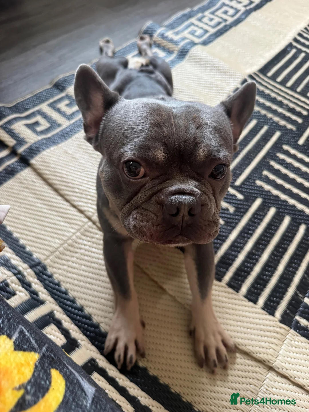 French Bulldog dogs for stud: STUD• Blue & tan French bulldog • STUD - Advert 2