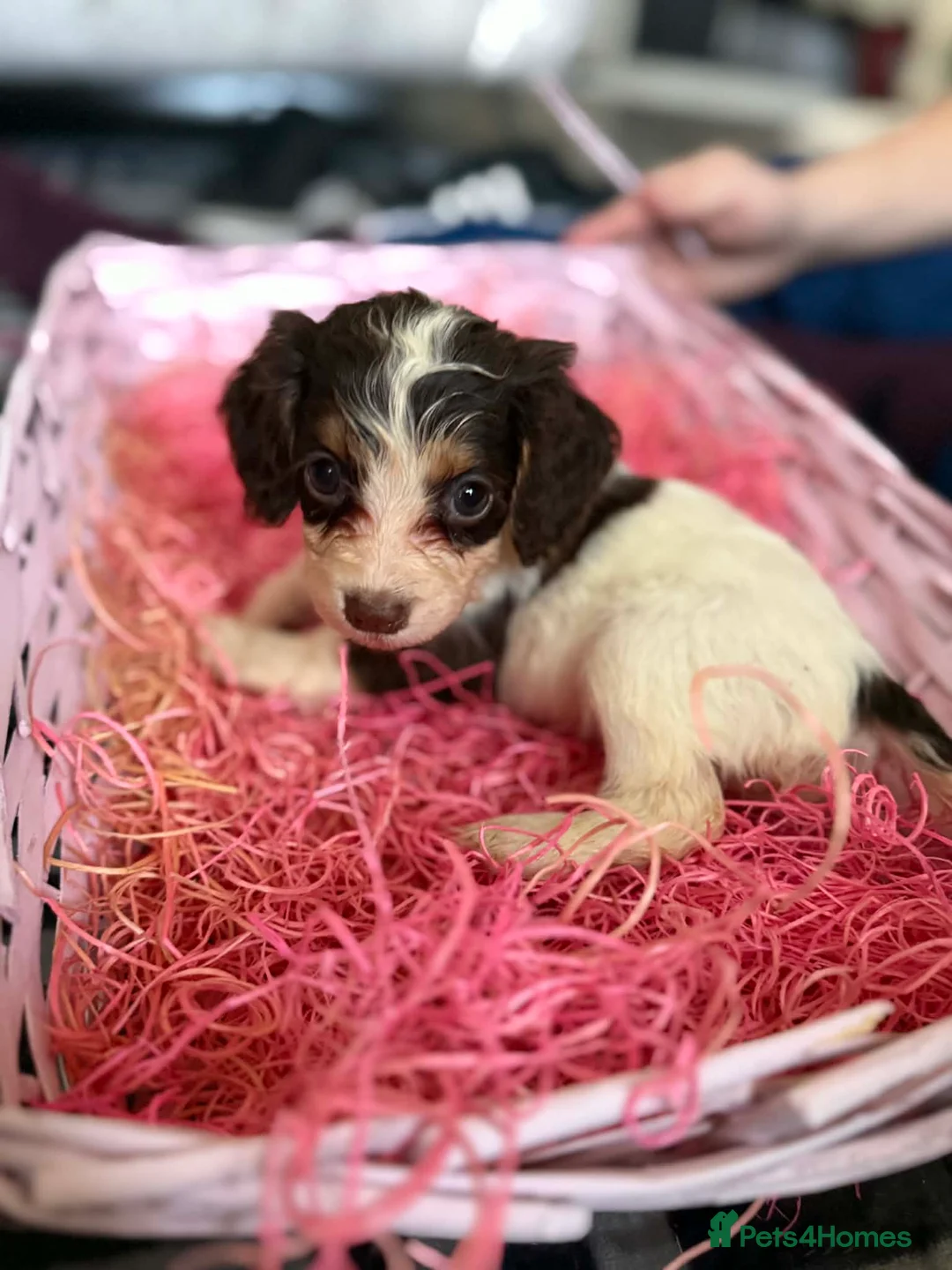 Sprocker dogs for sale: stunning sprocker spaniels!!! - Advert 5