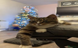 Domestic Shorthair cats for sale: Milly - Image 2