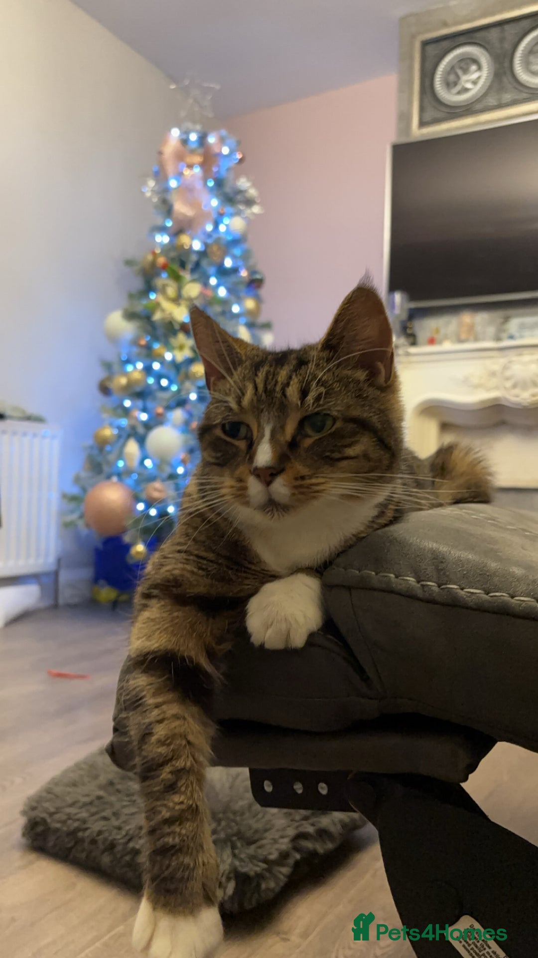 Domestic Shorthair cats for sale: Milly - Image 2