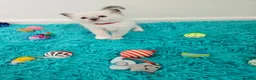Ragdoll cats for sale: PET OR ActiveTicaHCM,PKD Certyficate,Championship  - Advert 10