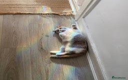 British Shorthair cats for sale: 8 month female BSH kitten- TICA registered - Image 3