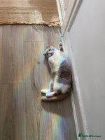 British Shorthair cats - Advert 7