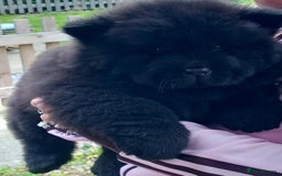 Chow Chow dogs for sale: Big bear  - Image 13