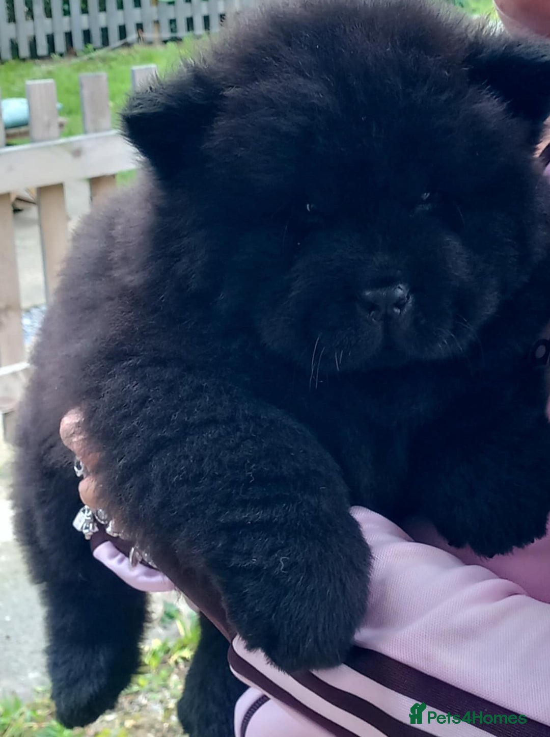Chow Chow dogs for sale: Big bear  - Image 13