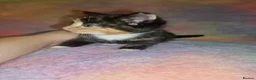 Mixed Breed cats for sale: Kittens Ready Now Longhaired and shorthaired - Advert 1