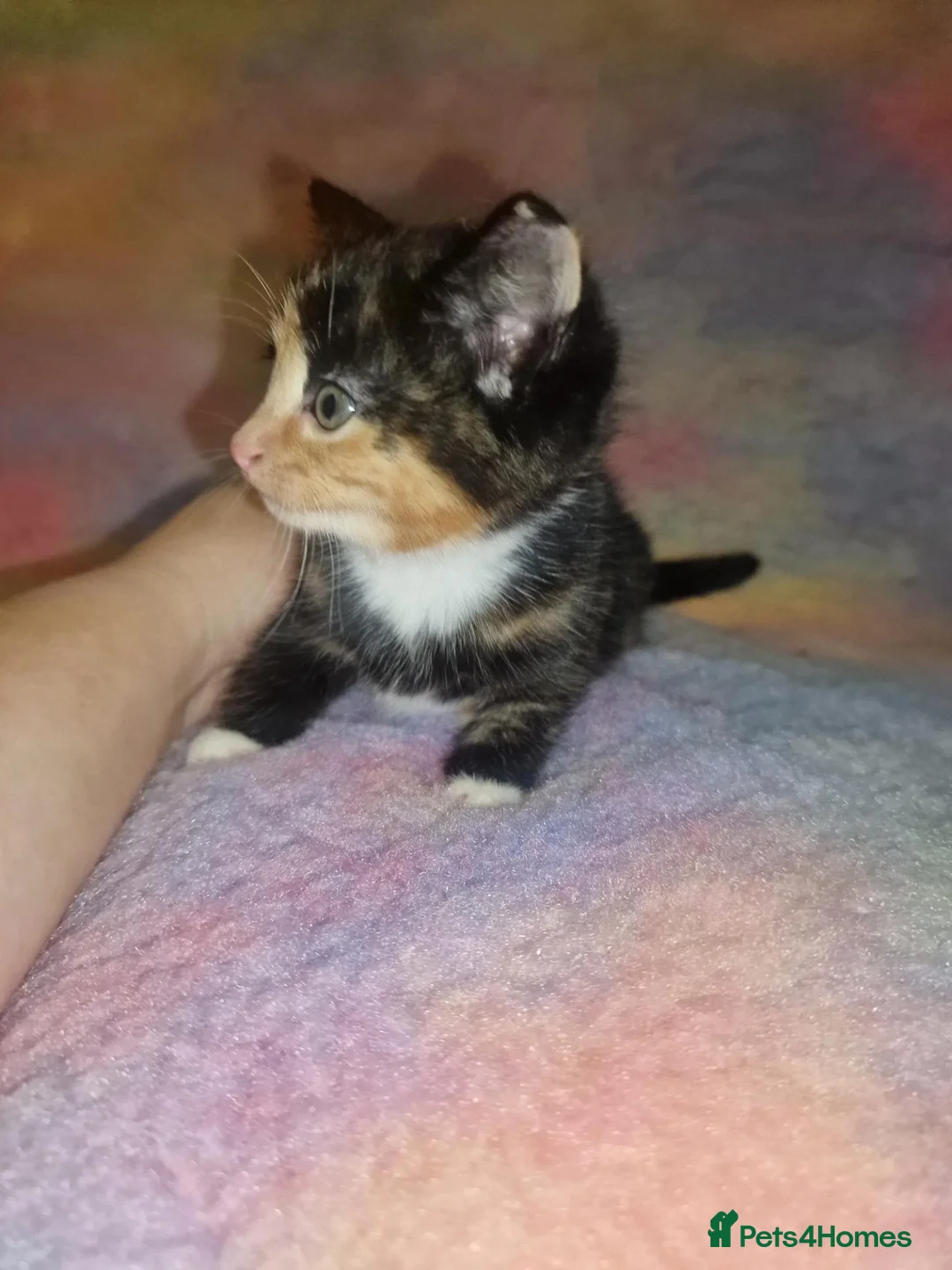Mixed Breed cats for sale: Kittens Ready Now Longhaired and shorthaired - Advert 1
