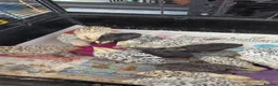 Quail poultry for sale: Quail chicks available  - Advert 4