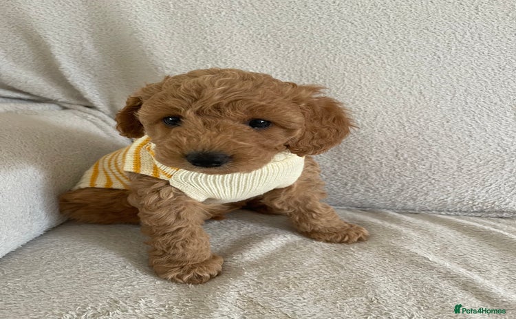 Cockapoo dogs - Advert 9