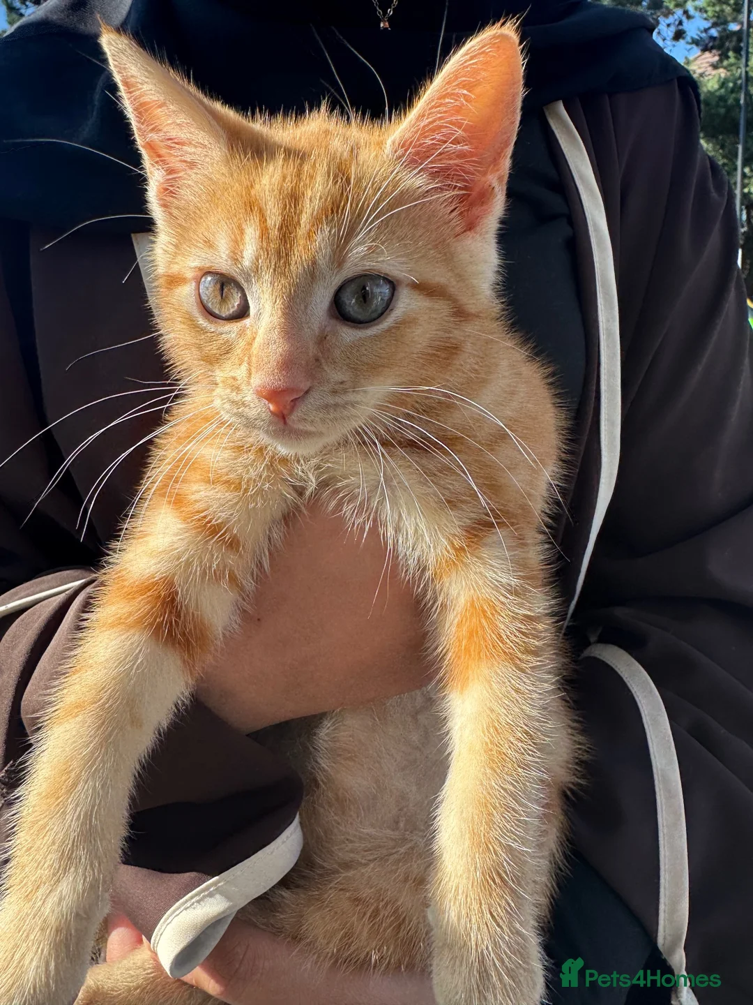 British Shorthair cats for sale: Toulouse Ginger male for adoption 22 weeks old - Advert 1