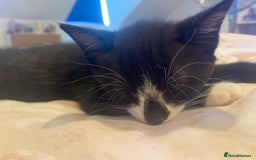Mixed Breed cats for sale: 4 beautiful kittens for sale , 3 boys 1 girl  - Image 17