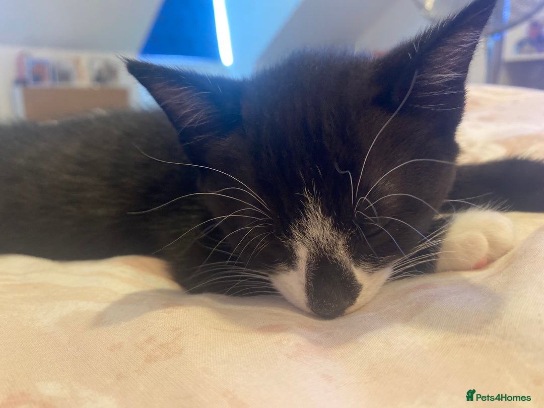 Mixed Breed cats for sale: 4 beautiful kittens for sale , 3 boys 1 girl  - Image 17