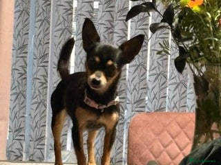 Chihuahua dogs sad sale of our lovely girl - Advert 1