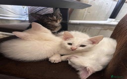 American Shorthair cats for sale: Kittens  - Image 6