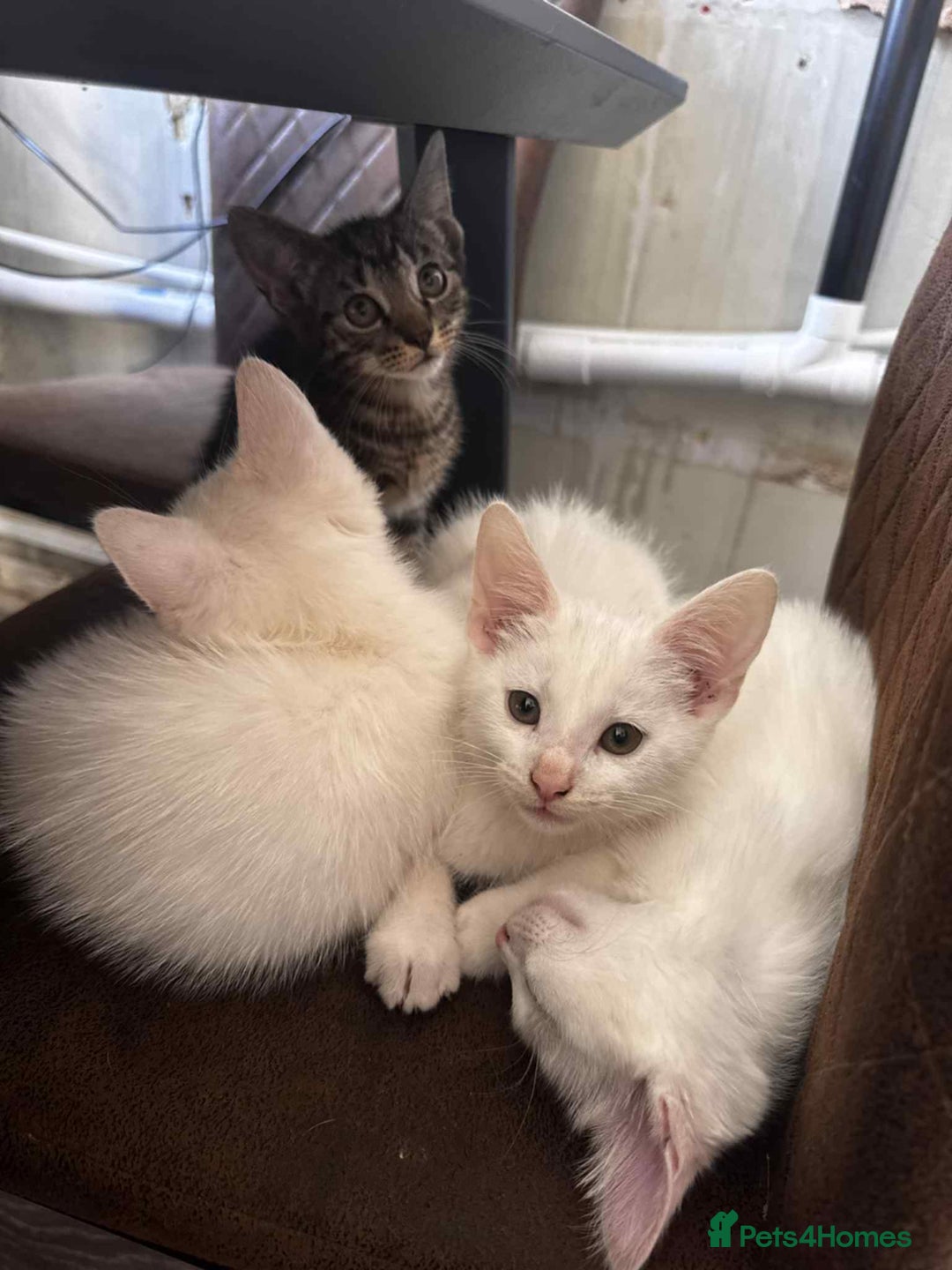 American Shorthair cats for sale: Kittens  - Image 6