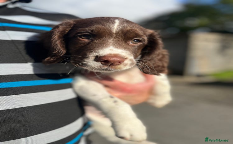 English Springer Spaniel dogs - Advert 18