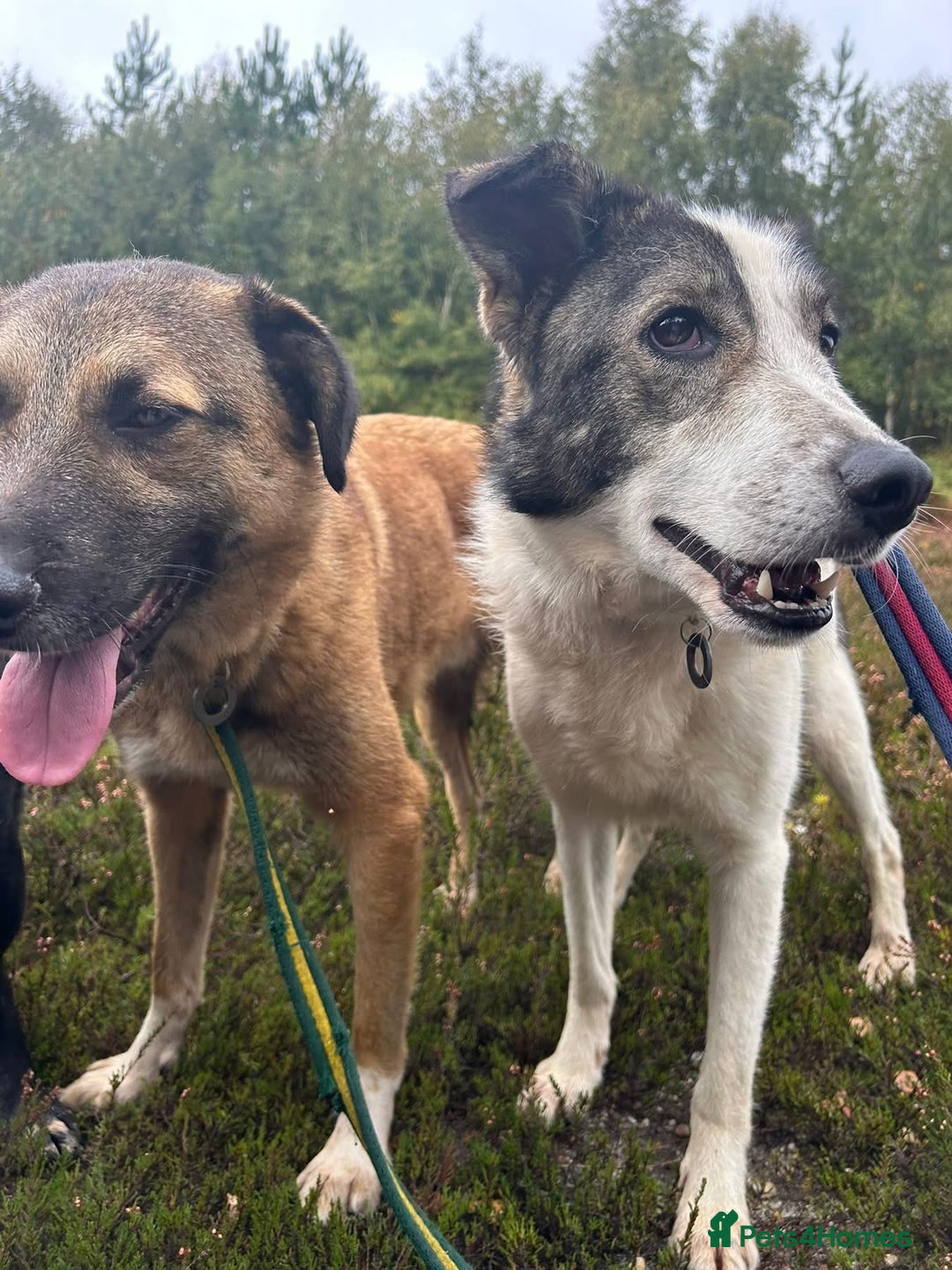 Mixed Breed dogs for adoption: Matteo - Norwich Norfolk  - Image 10