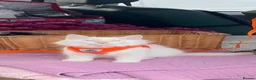 Ragdoll cats for sale: 3/4 Ragdoll Kittens - all long haired beauties  - Advert 26
