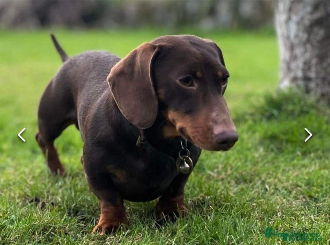 Miniature Dachshund dogs for stud: Miniature smooth haired dachshund - Advert 1
