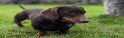 Miniature Dachshund dogs for stud: Miniature smooth haired dachshund - Advert 1