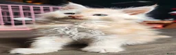 Maine Coon cats for sale: 6 Maine Coon kittens for sale  - Advert 13