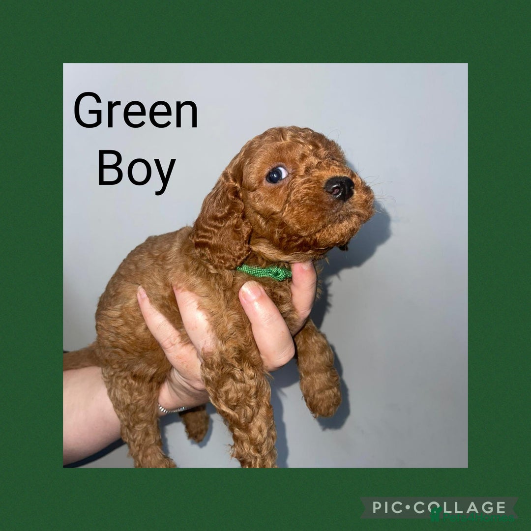 Cavapoo dogs for sale: Beautiful Cavapoo Puppies – 7 Girls & 4 Boys  - Image 10