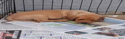 Labrador Retriever dogs for sale: KC Reg Labrador Pups - Advert 4