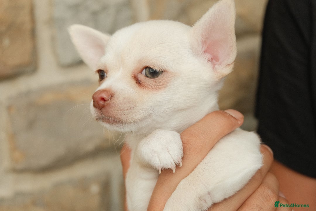 Chihuahua dogs for sale: 4 beautiful Chihuahua pups - Image 13