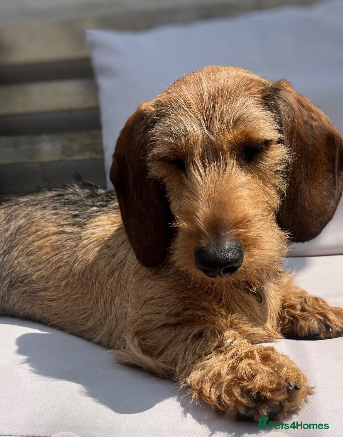 Dachshund dogs STUD ONLY Wire-haired Standard Dachshund  - Advert 1