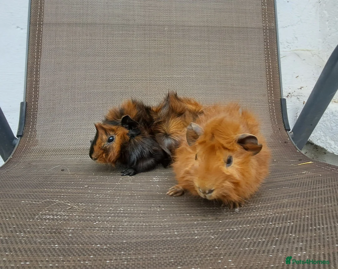 Guinea Pig rodents for sale: Baby guineas in Norwich - Advert 2