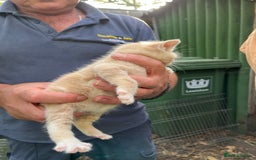 Mixed Breed cats for sale: Mixed breed Kitten’s  - Image 4