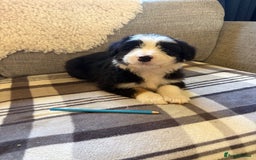 Bearded Collie dogs for sale: 💥3/4 beautiful BEARDIE BOY! 💥 - Advert 36