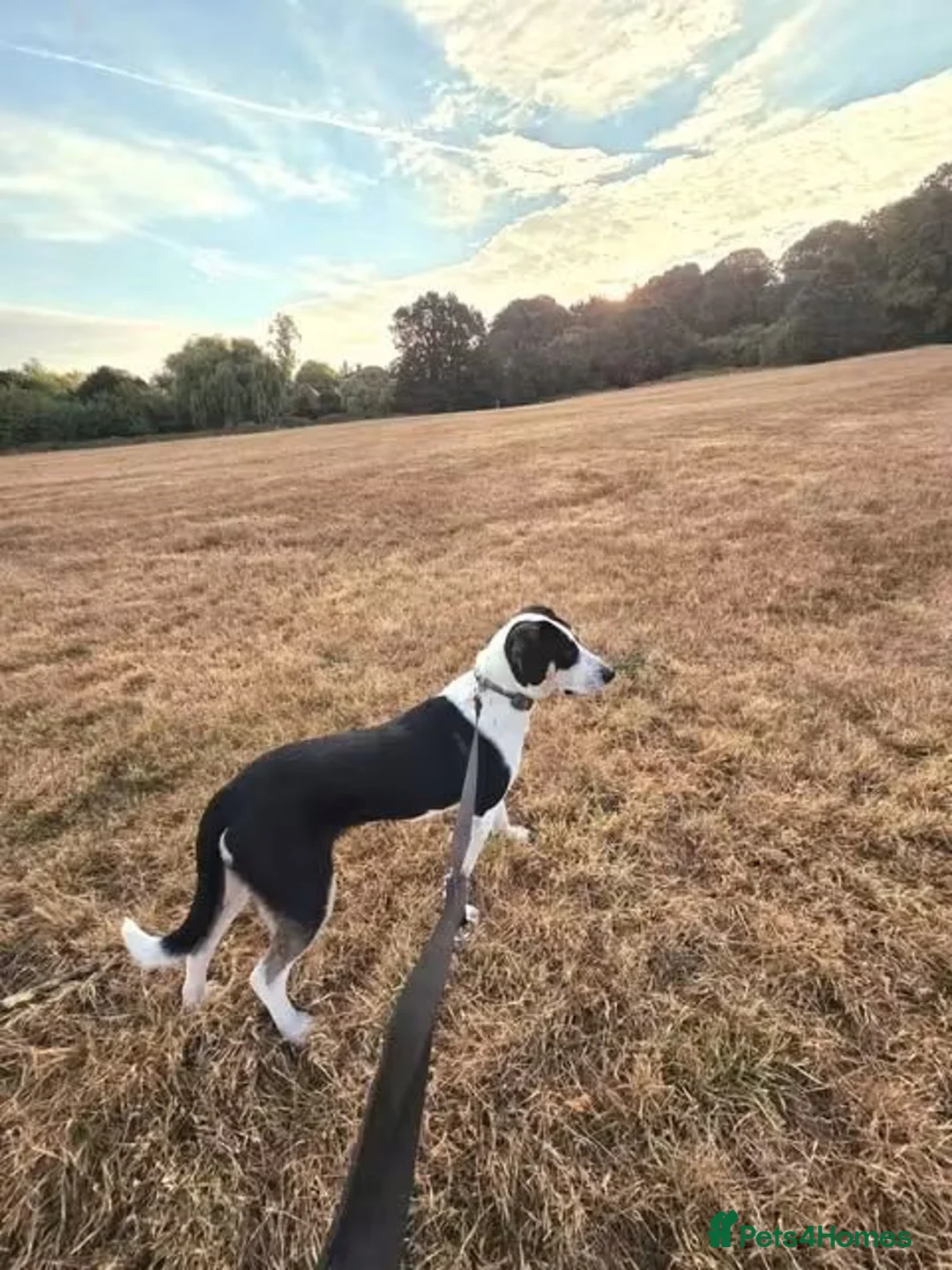 Mixed Breed dogs for adoption: Meet Calypso, currently residing in Harrow  in Harrow - Advert 12