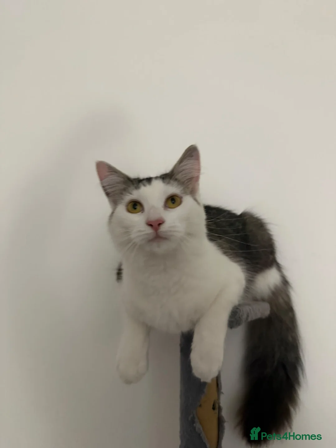 Mixed Breed cats for sale: Ginny looks for rehome in Sturminster Newton - Advert 2