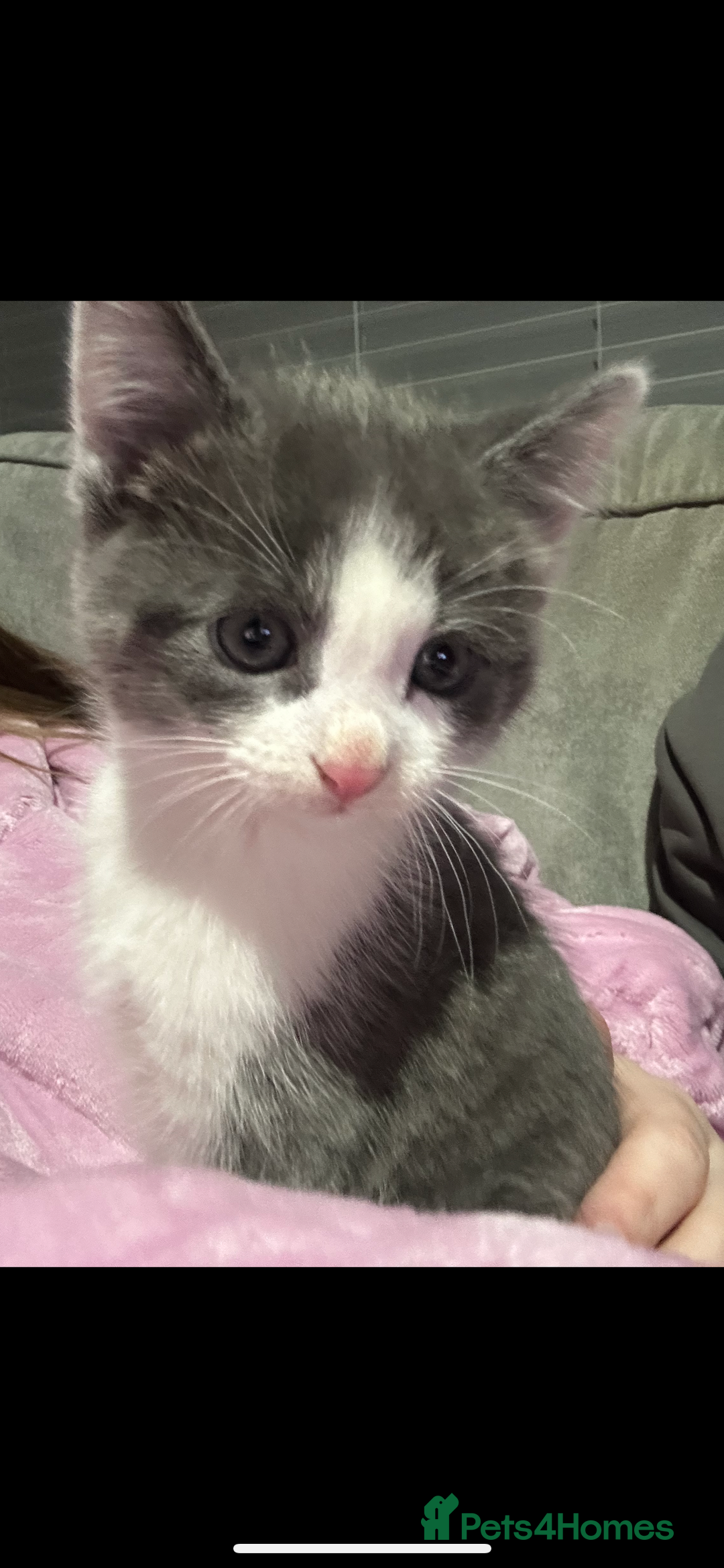 Mixed Breed cats for sale: Gorgeous grey and white kitten - Advert 3