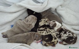 English Bulldog dogs for stud: Chocolate and tan stud includes 2 ai in Walsall - Image 30