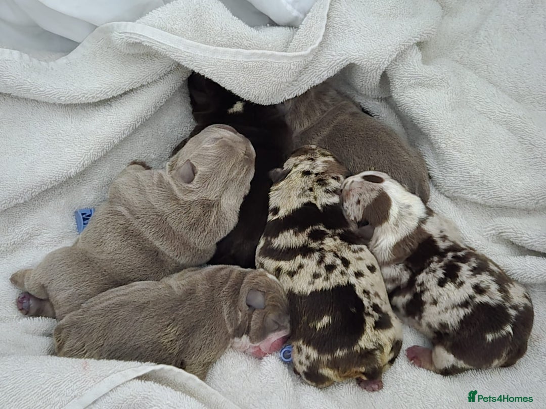 English Bulldog dogs for stud: Chocolate and tan stud includes 2 ai in Walsall - Image 30
