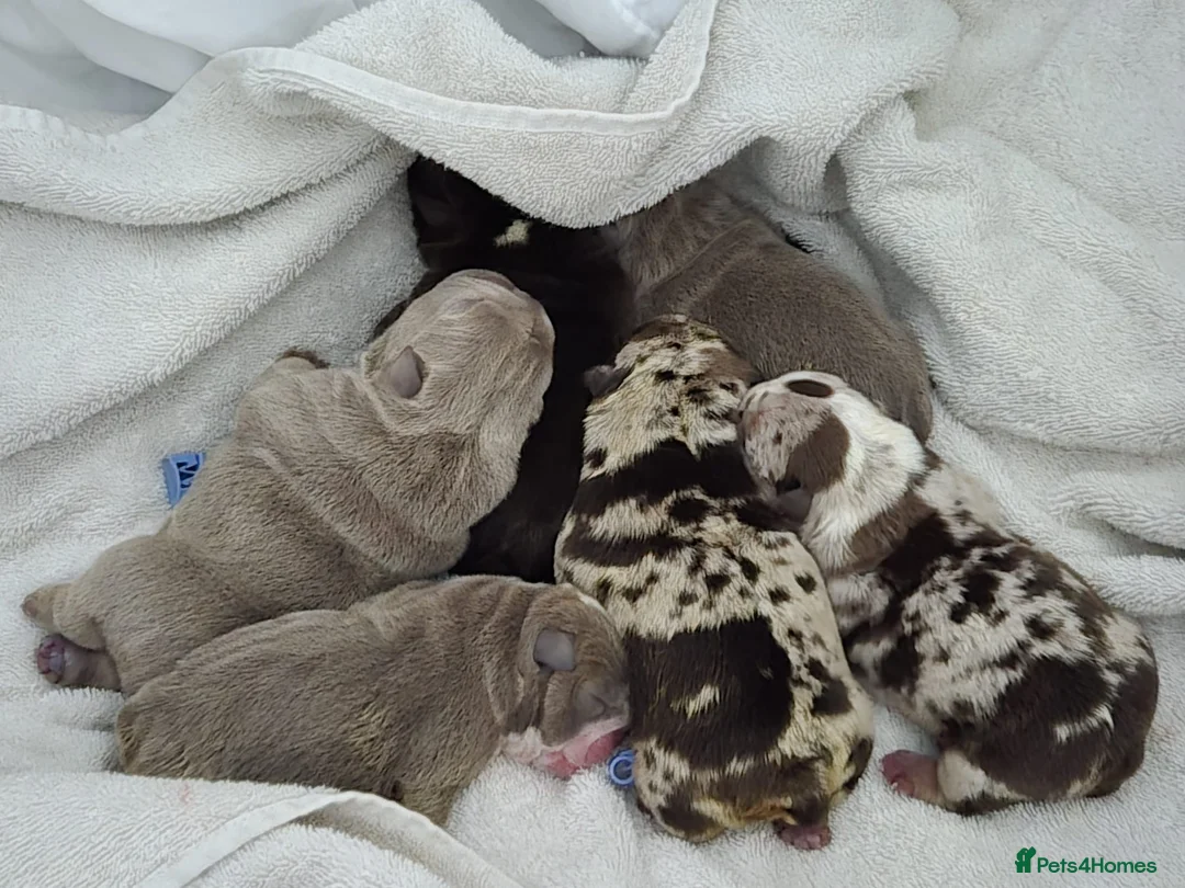 English Bulldog dogs for stud: Chocolate and tan stud includes 2 ai in Walsall - Advert 30