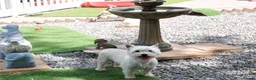 West Highland Terrier dogs for sale: West Highland Terrier Puppy Girls - Advert 7