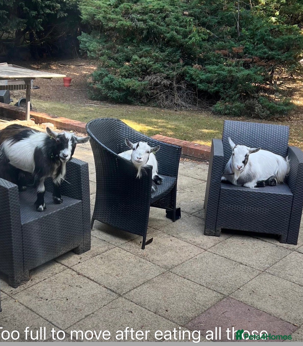 Goats livestock for sale: 3 disbudded Pygmy wethers for sale - Advert 2