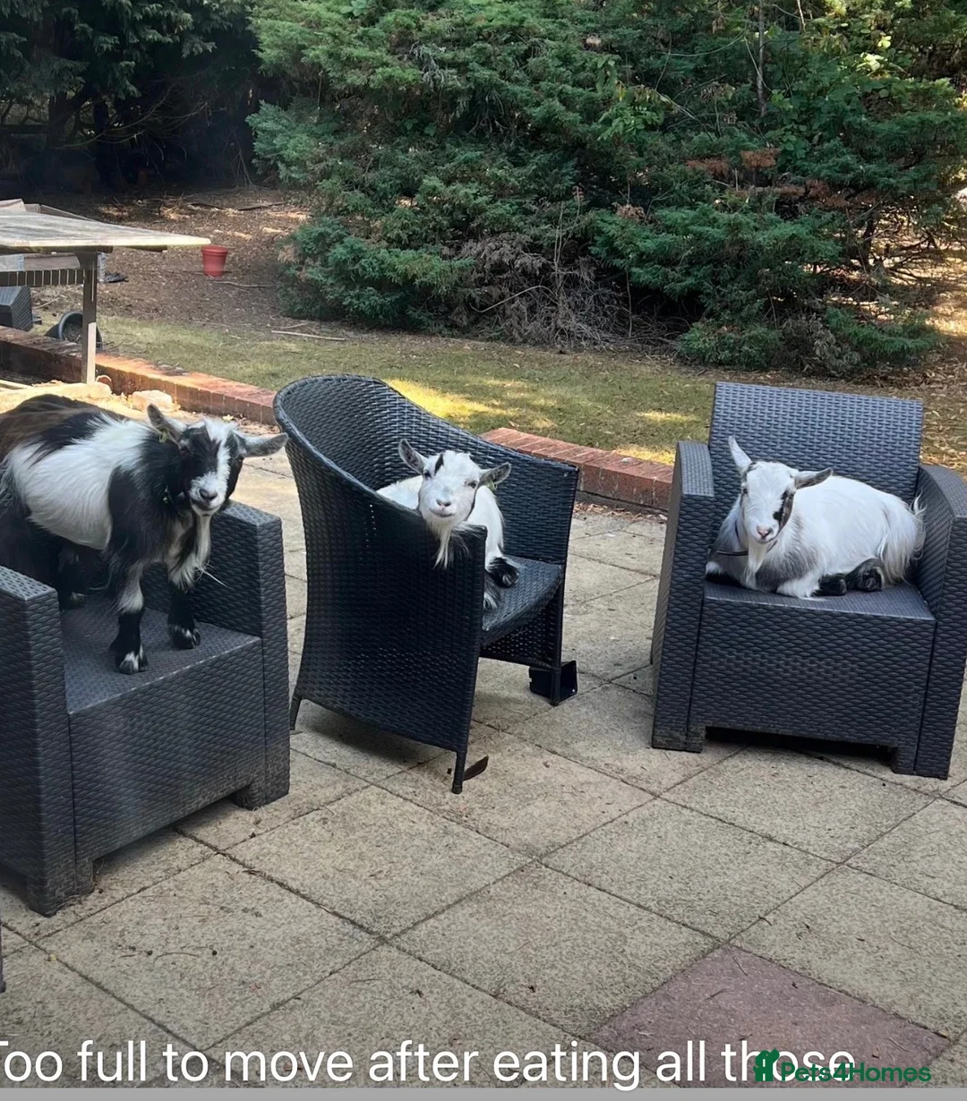 Goats livestock for sale: 3 disbudded Pygmy wethers for sale in Solihull - Advert 1