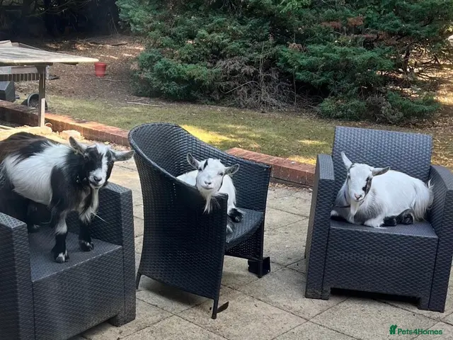 Goats livestock for sale: 3 disbudded Pygmy wethers for sale - Advert 2