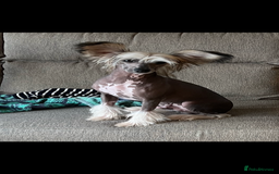 Chinese Crested dogs for stud: Chinese crested stud dog  - Advert 3