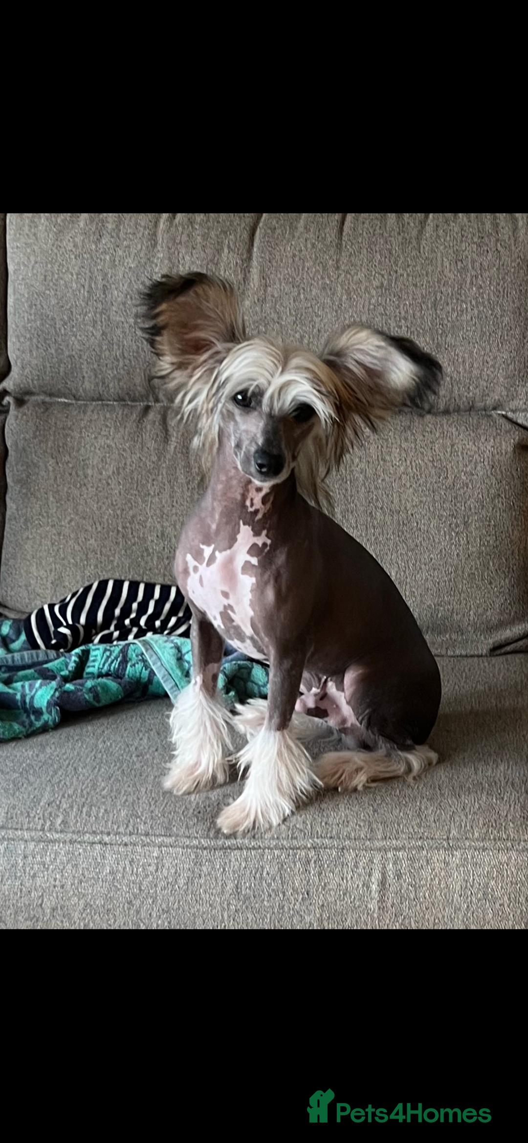Chinese Crested dogs for stud: Chinese crested stud dog  - Advert 3
