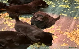 German Shepherd dogs for sale: KC Reg Working Line GSD pups. - Image 17