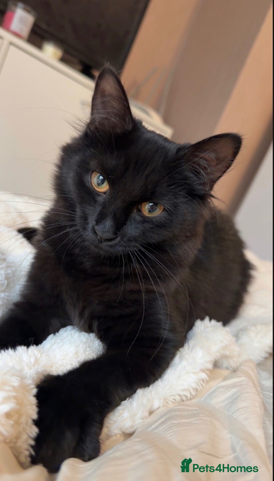 Mixed Breed cats Kittens £100 to go together to a happy home - Advert 4