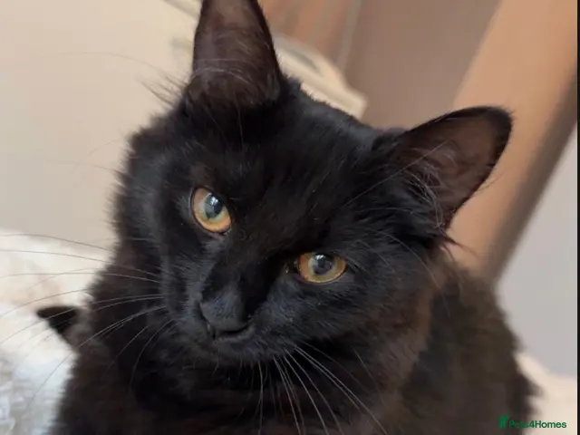 Mixed Breed cats for sale: Black kitten for sale to go to a happy home🤍 - Advert 9
