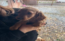 Cocker Spaniel dogs for sale: Beautiful cocker spaniel puppies❤️ - Image 3